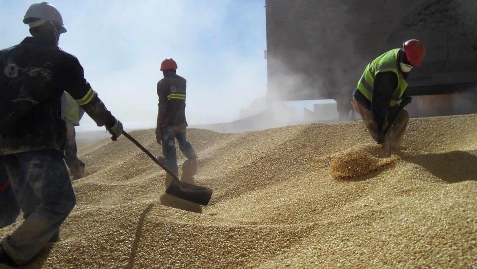 Sin definir Segalmex compra de maíz para Sinaloa